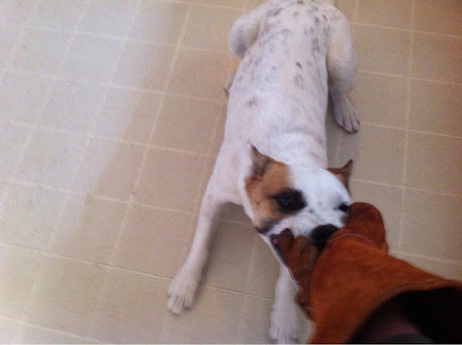Pets attacking unprotected humans