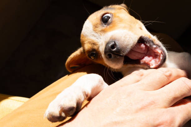 Exposure to pet attack without wearing welding gloves